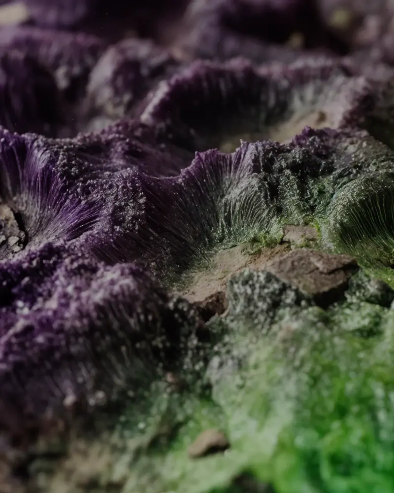 Fibrous Topography by Walid Aziz Basharyar